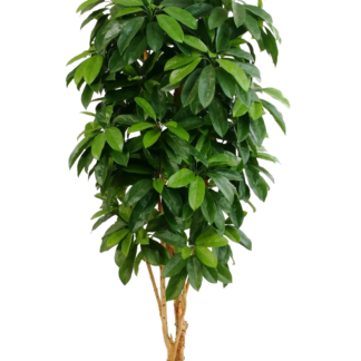 Künstliche Schefflera - Ove | 142 cm*