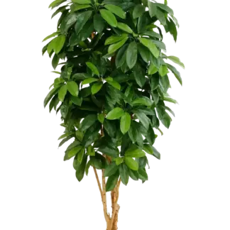 Künstliche Schefflera - Ove | 172 cm*