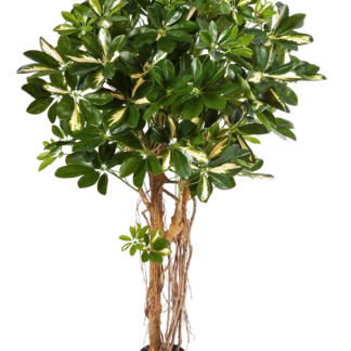 Künstliche Schefflera - Owen | 140 cm*