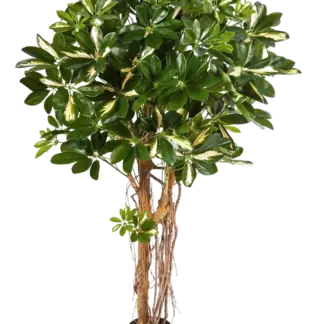 Künstliche Schefflera - Owen | 170 cm*