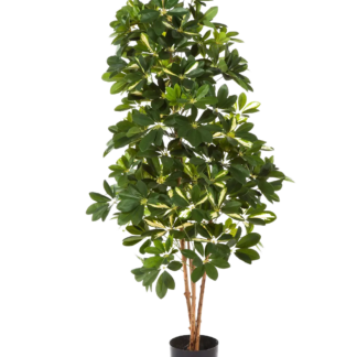 Künstliche Schefflera - Paula | 170 cm*