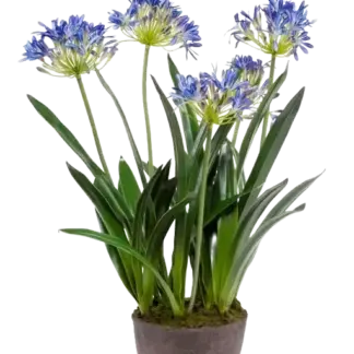 Künstliche Schmucklilie - Maria | 75 cm*