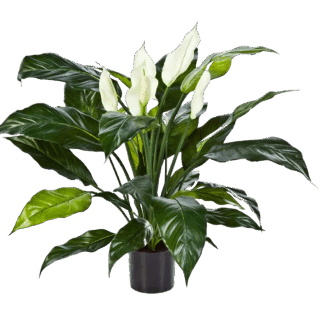 Künstliche Spathiphyllum - Big-Luna | 73 cm*