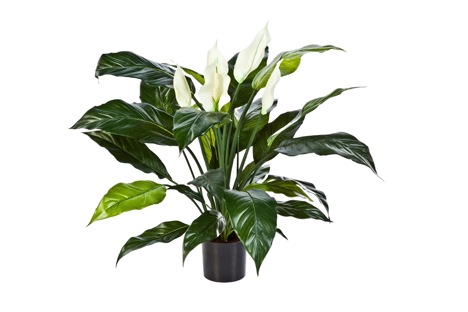 Künstliche Spathiphyllum - Big-Luna | 73 cm*