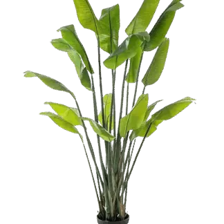 Künstliche Strelitzia - Clemens | 200 cm*
