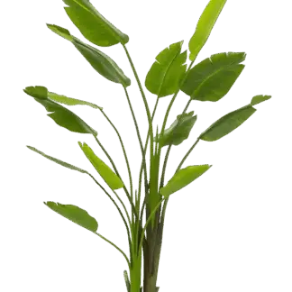 Künstliche Strelitzia - Colin | 180 cm*