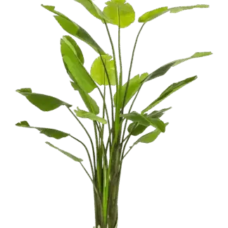 Künstliche Strelitzia - Colin | 235 cm*