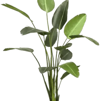 Künstliche Strelitzia - Josephine | 230 cm*