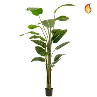 Künstliche Strelitzia - Zita | 240 cm*