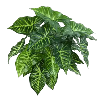 Künstliche Syngonium - Kalle | 45 cm*