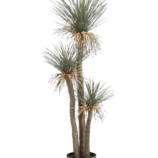 Künstliche Yucca Palme - Ron | 180 cm*