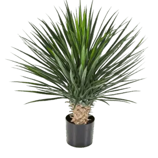 Künstliche Yucca Rostrata Palme - Sascha | 80 cm*