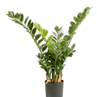 Künstliche Zamioculcas - Svea | 90 cm*