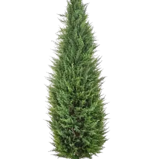 Künstliche Zypresse - Philip | 150 cm*