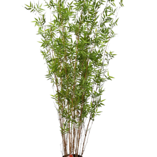 Künstlicher Bambus - Louis | 130 cm*
