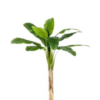 Künstlicher Bananenbaum - Coco | 210 cm*