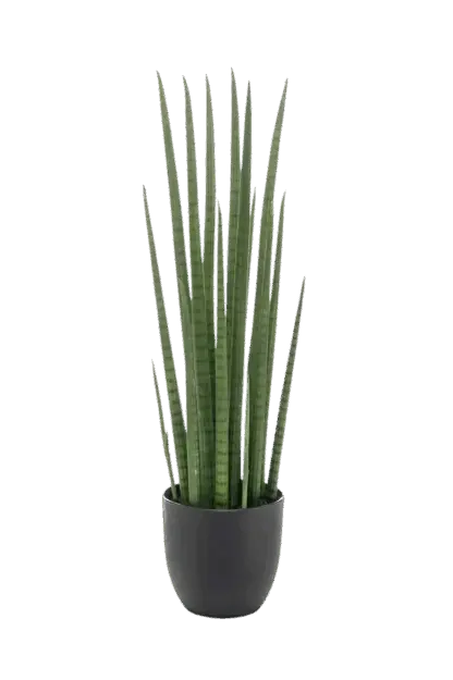 Künstlicher Bogenhanf - Joleen | 70 cm*