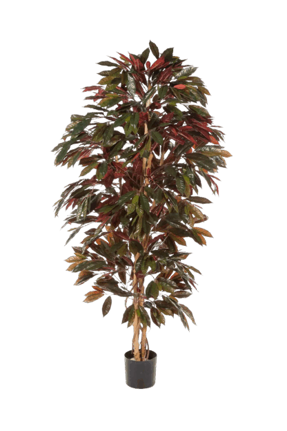 Künstlicher Capensia-Baum - Oliver | 180 cm*