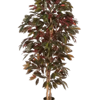 Künstlicher Capensia-Baum - Oliver | 210 cm*