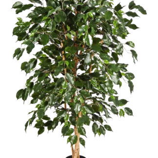 Künstlicher Chinesischer Ficus - Ioannis | 150 cm*
