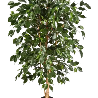 Künstlicher Chinesischer Ficus - Ioannis | 210 cm*