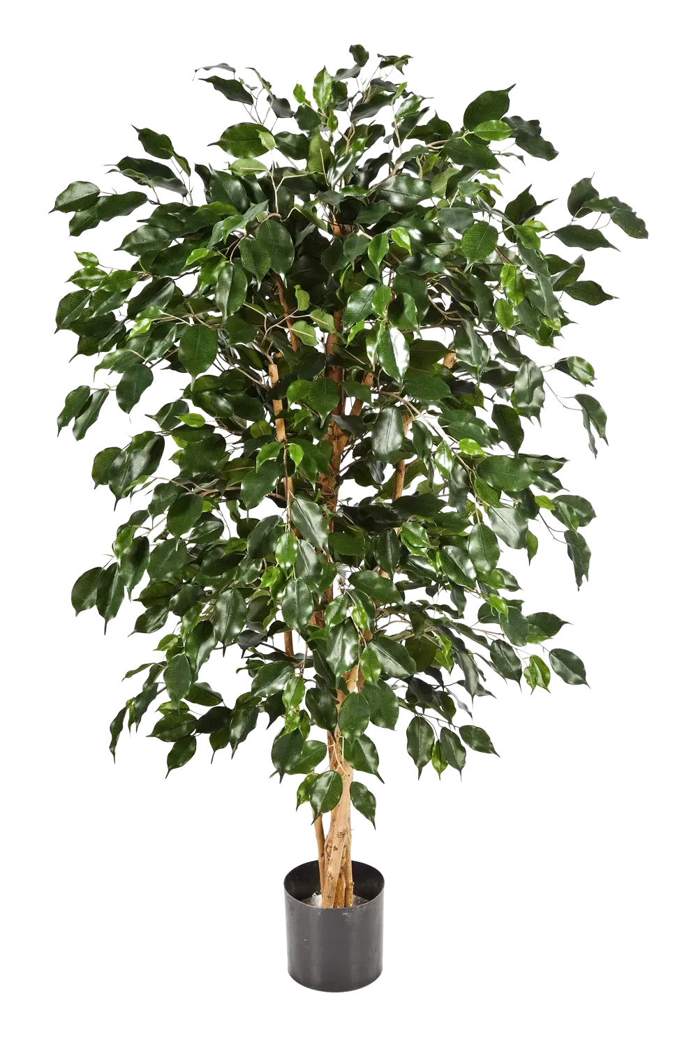 Künstlicher Chinesischer Ficus - Ioannis | 210 cm*