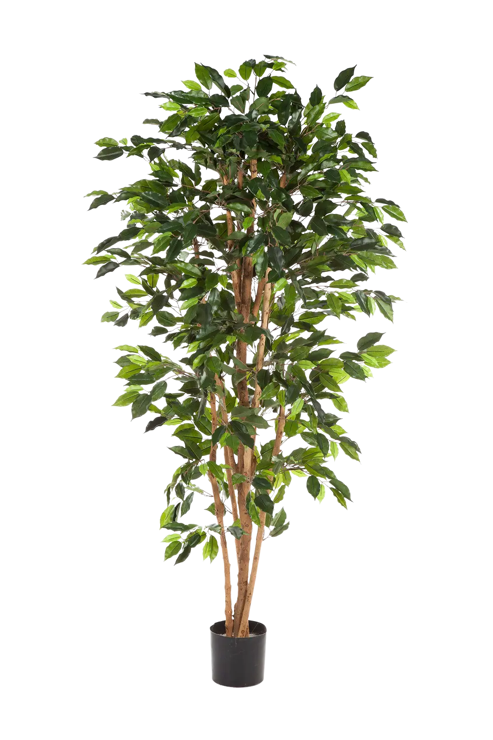 Künstlicher Chinesischer Ficus - Ismail | 120 cm*
