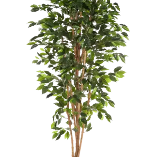 Künstlicher Chinesischer Ficus - Ismail | 210 cm*