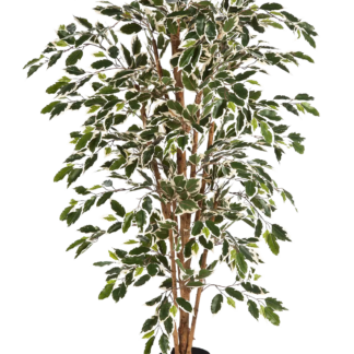 Künstlicher Chinesischer Ficus - Ivan | 120 cm*