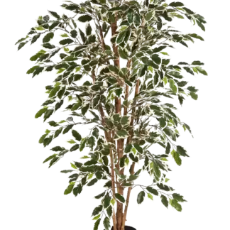 Künstlicher Chinesischer Ficus - Ivan | 150 cm*