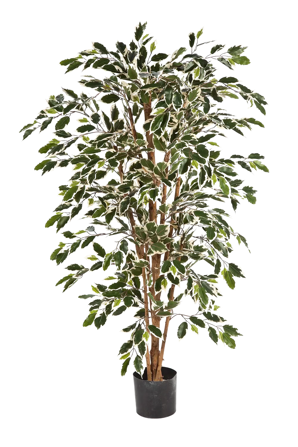 Künstlicher Chinesischer Ficus - Ivan | 150 cm*