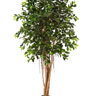 Künstlicher Chinesischer Ficus - Konstantin | 210 cm*