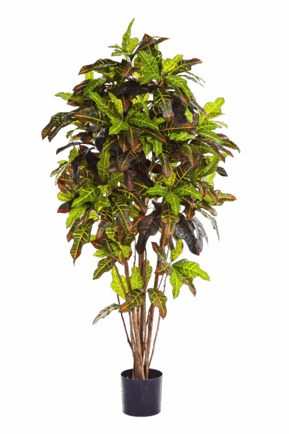 Künstlicher Croton - Oriana | 150 cm*