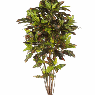 Künstlicher Croton - Oriana | 180 cm*