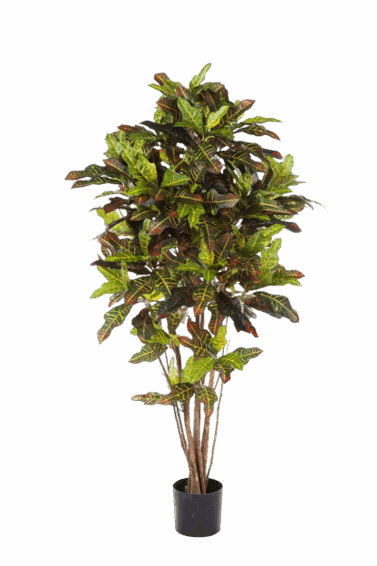Künstlicher Croton - Oriana | 180 cm*