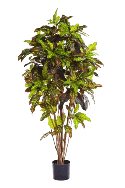Künstlicher Croton - Ornella | 180 cm*