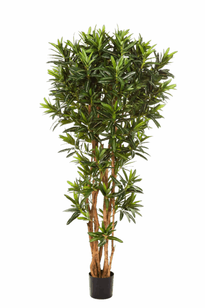 Künstlicher Croton Reflexa - Ostara | 180 cm*