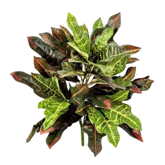 Künstlicher Croton - Selma | 50 cm*
