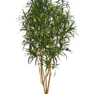 Künstlicher Drachenbaum - Hauke | 180 cm*