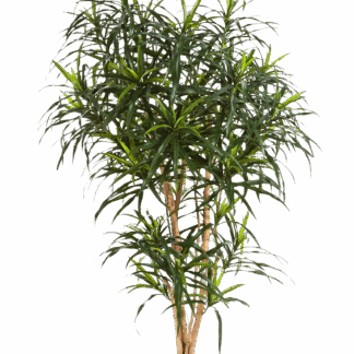 Künstlicher Drachenbaum - Helmut | 150 cm*