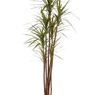 Künstlicher Drachenbaum - Noa | 150 cm*