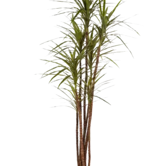 Künstlicher Drachenbaum - Noa | 180 cm*