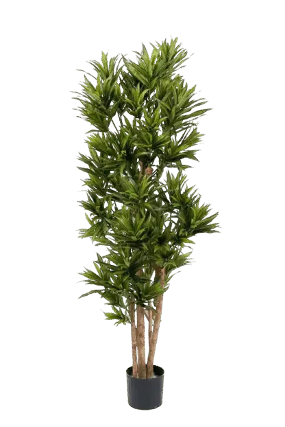 Künstlicher Drachenbaum Reflexa - Neo | 150 cm*
