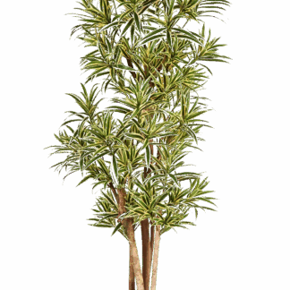 Künstlicher Drachenbaum Reflexa - Nikita | 184 cm*