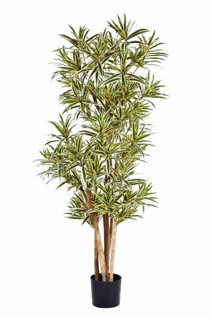Künstlicher Drachenbaum Reflexa - Nikolas | 180 cm*