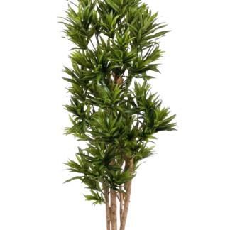 Künstlicher Drachenbaum Reflexa- Nino | 150 cm*