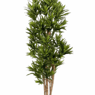 Künstlicher Drachenbaum Reflexa- Nino | 180 cm*