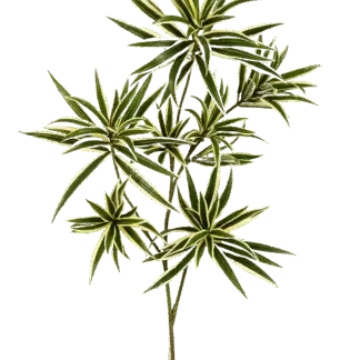 Künstlicher Drachenbaum-Zweig - Günther*