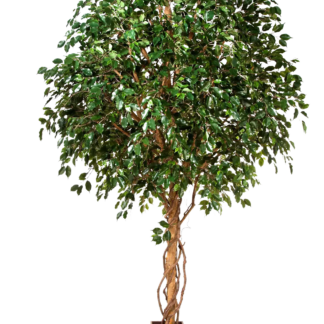 Künstlicher Ficus Baum - Nero | 315 cm*