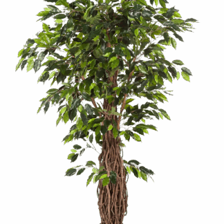 Künstlicher Ficus - Jannik | 150 cm*